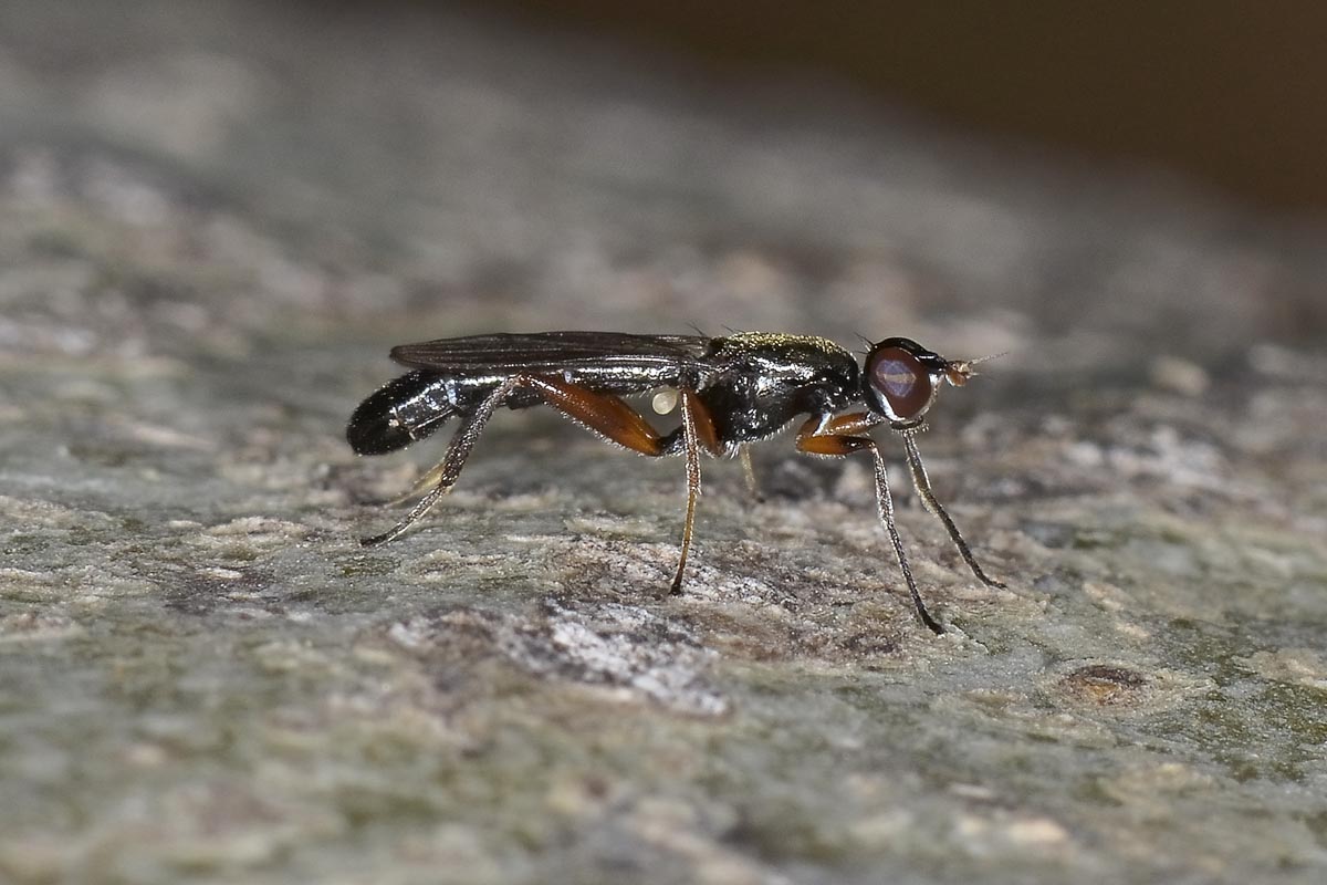 Megamerinidae: Megamerina dolium